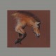 Carte postale cheval de Przewalski