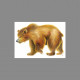 Carte postale  ours des cavernes
